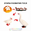 Обучающий набор «Этапы развития гуся» 4 фигурки