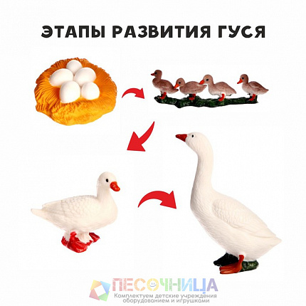 Обучающий набор «Этапы развития гуся» 4 фигурки