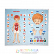 Игра-конструктор «Тело человека», 93 детали