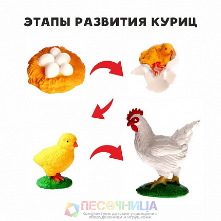 Обучающий набор «Этапы развития куриц» 4 фигурки