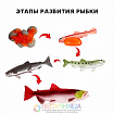 Обучающий набор «Этапы развития рыбки» 5 фигурок